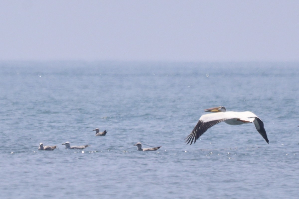 pelikán severoamerický - ML619159238