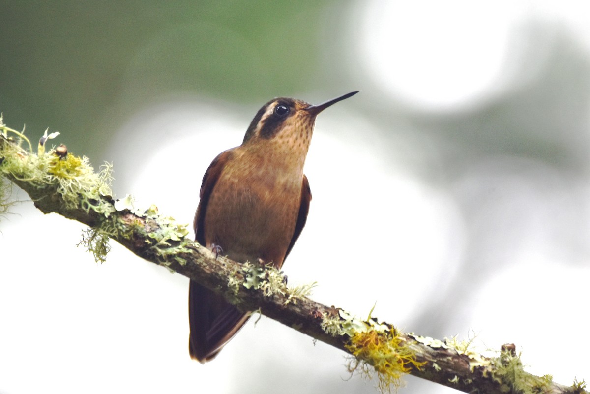 Speckled Hummingbird - ML619159261