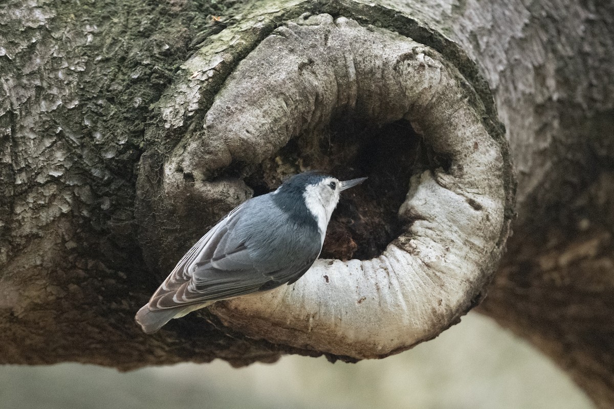 White-breasted Nuthatch - ML619159279