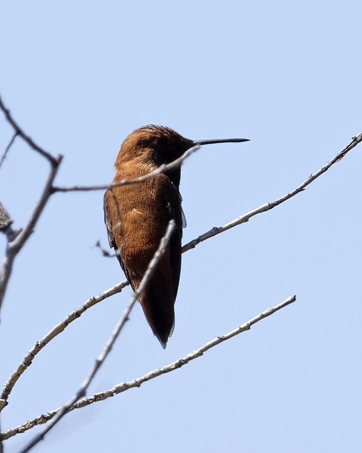 Rufous Hummingbird - ML619159287