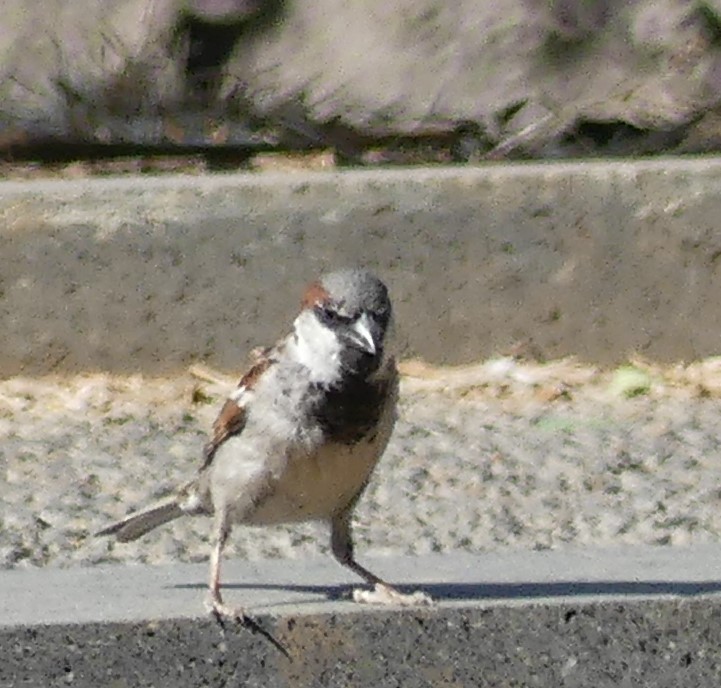 House Sparrow - ML619159288