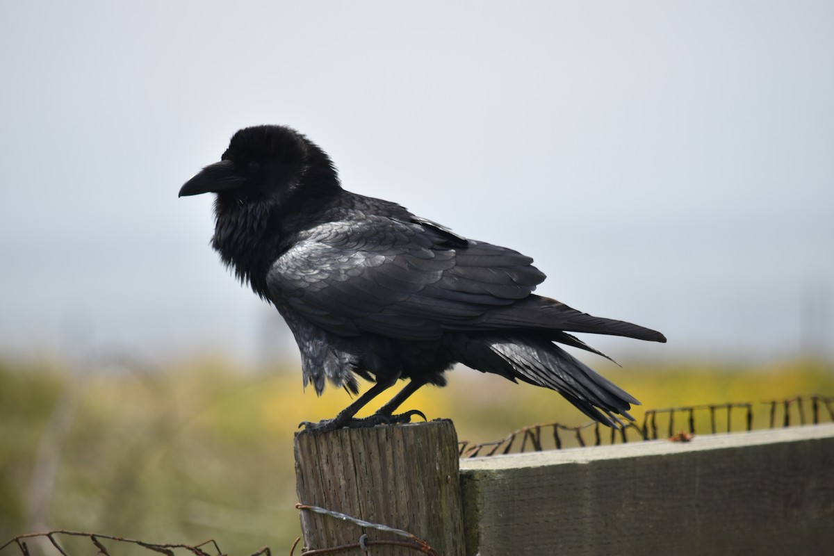 Common Raven - ML619159298