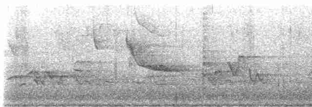 Tennessee Warbler - ML619159306