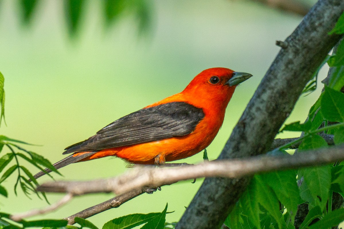 Scarlet Tanager - ML619159323