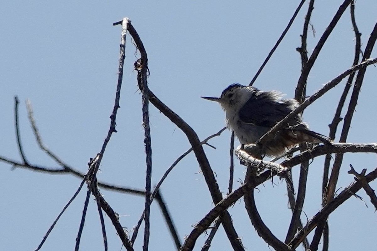 White-breasted Nuthatch - ML619159324