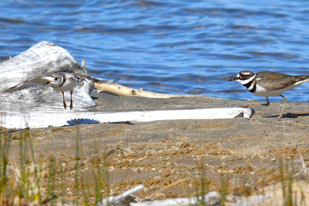 Piping Plover - ML619159328