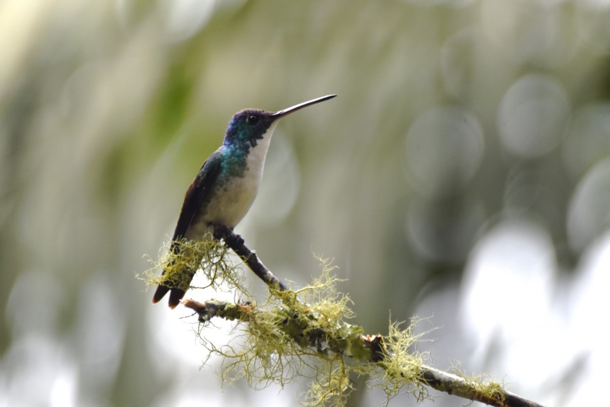 kolibřík andský - ML619159347
