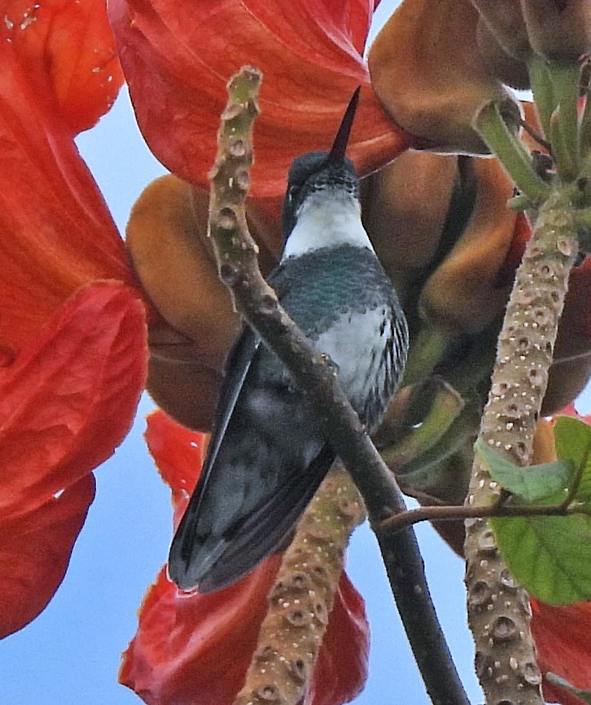 White-throated Hummingbird - ML619159348