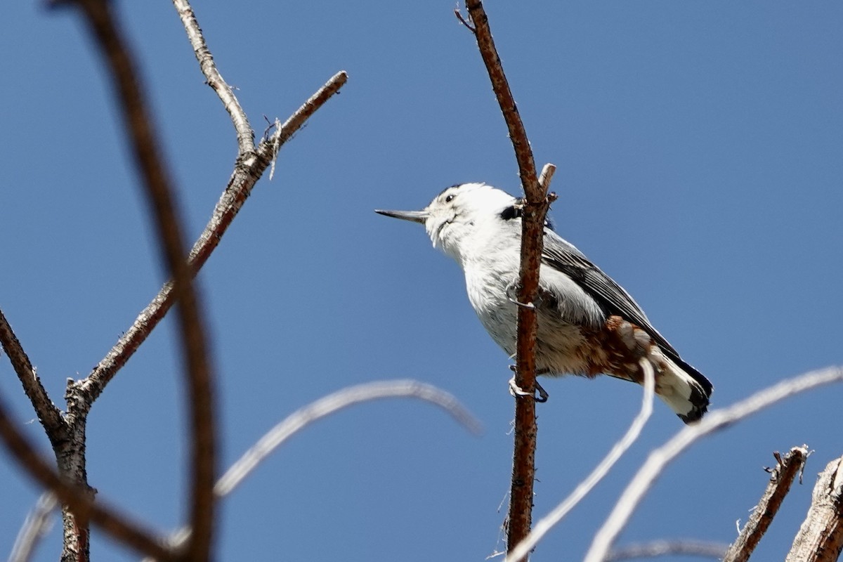 White-breasted Nuthatch - ML619159363