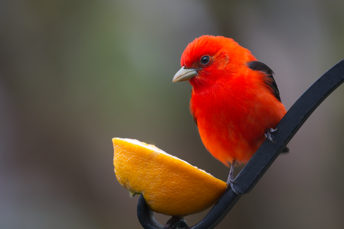 Scarlet Tanager - ML619159374