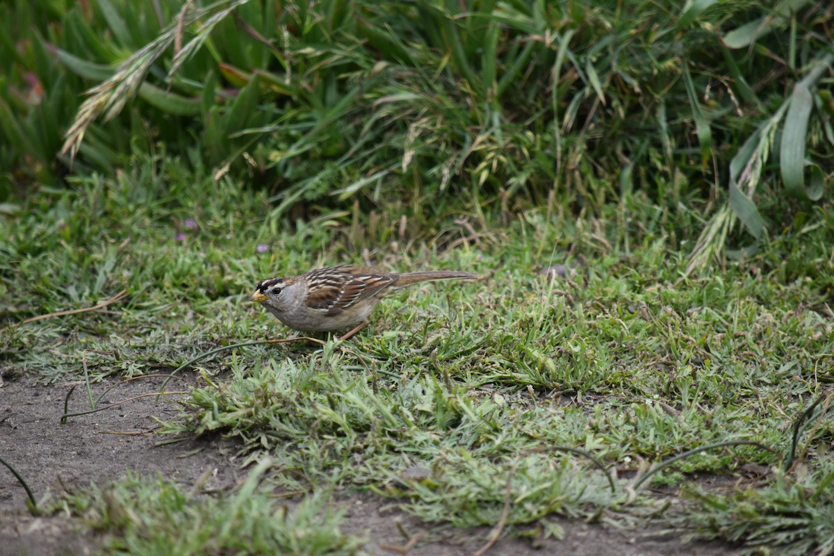White-crowned Sparrow - ML619159383