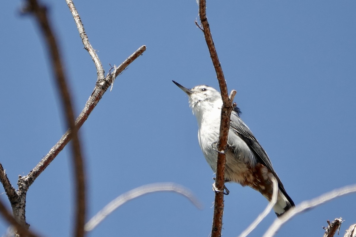 White-breasted Nuthatch - ML619159384