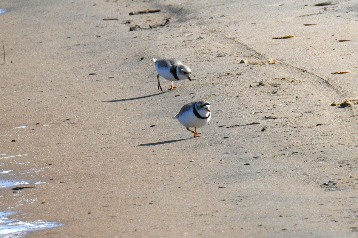 Piping Plover - ML619159412