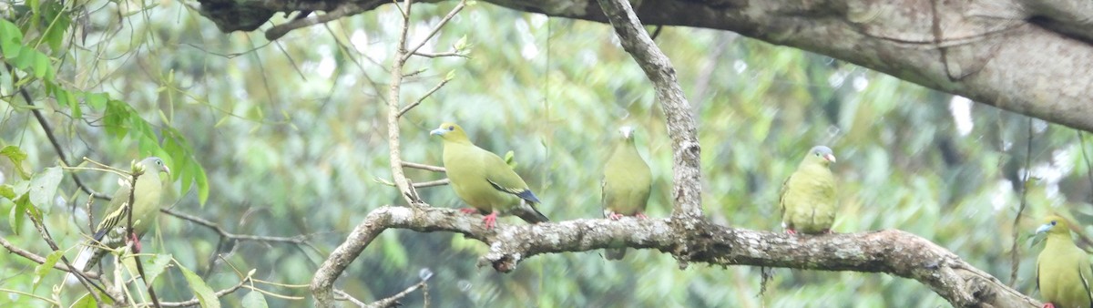 Thick-billed Green-Pigeon - ML619159415