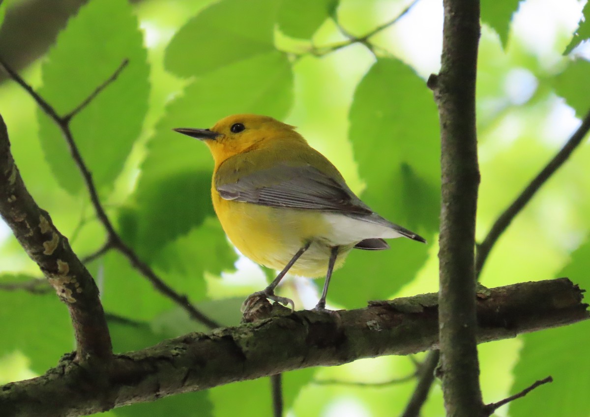 Prothonotary Warbler - ML619159417