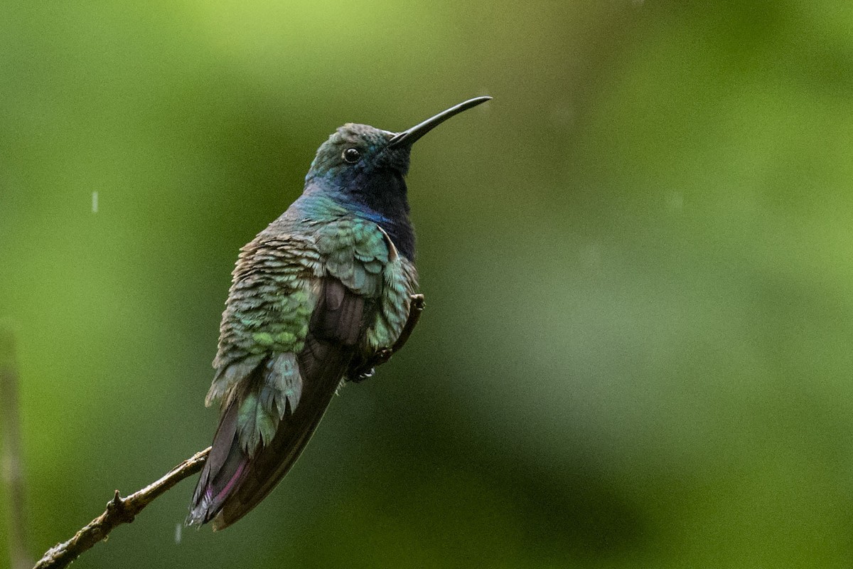 kolibřík tropický - ML619159418