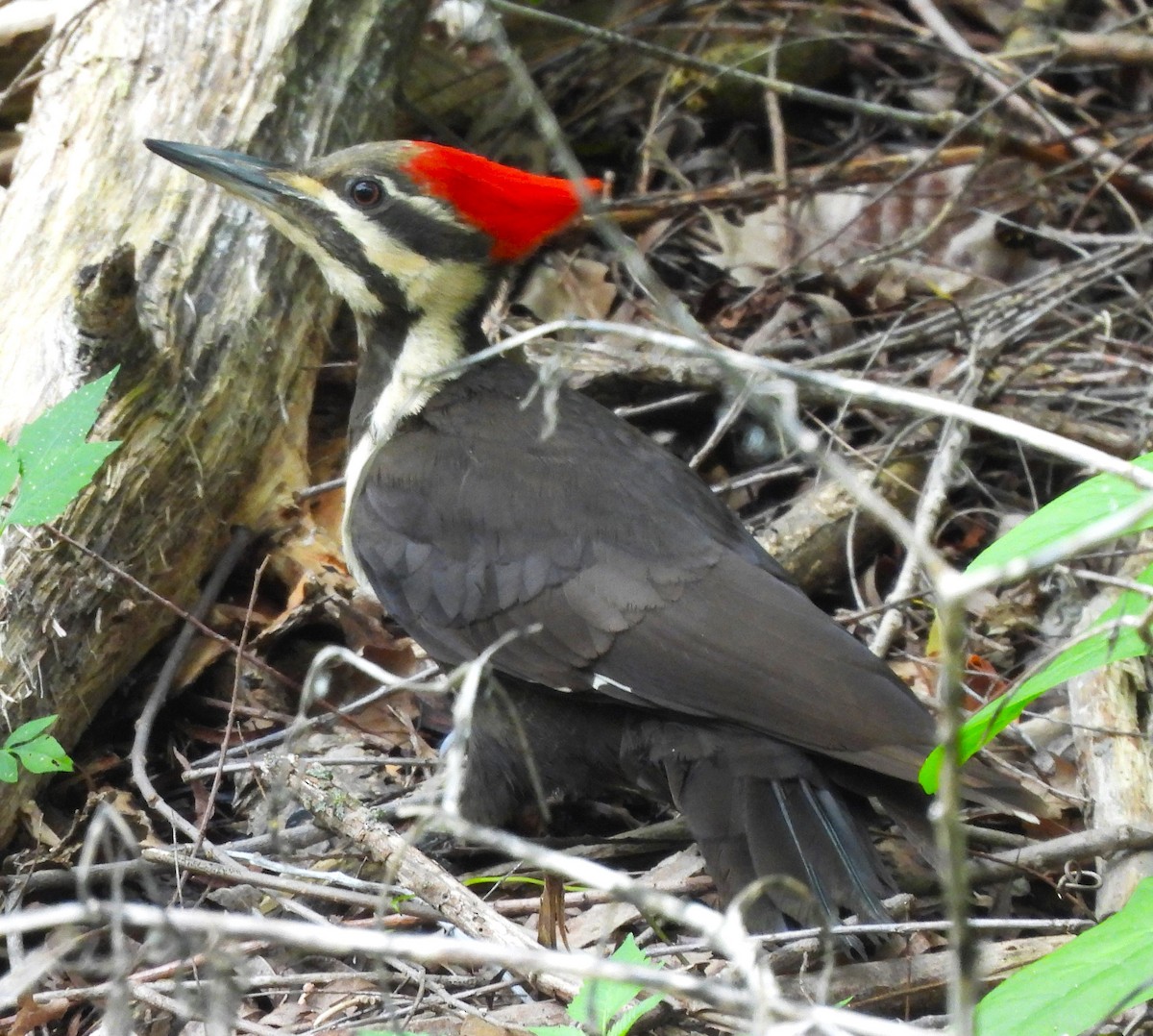 Pileated Woodpecker - ML619159421