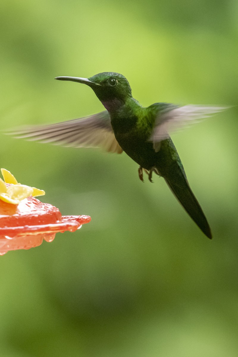 kolibřík zelenoprsý - ML619159423