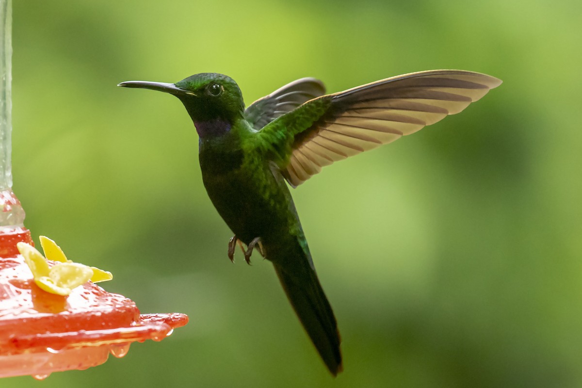 kolibřík zelenoprsý - ML619159424