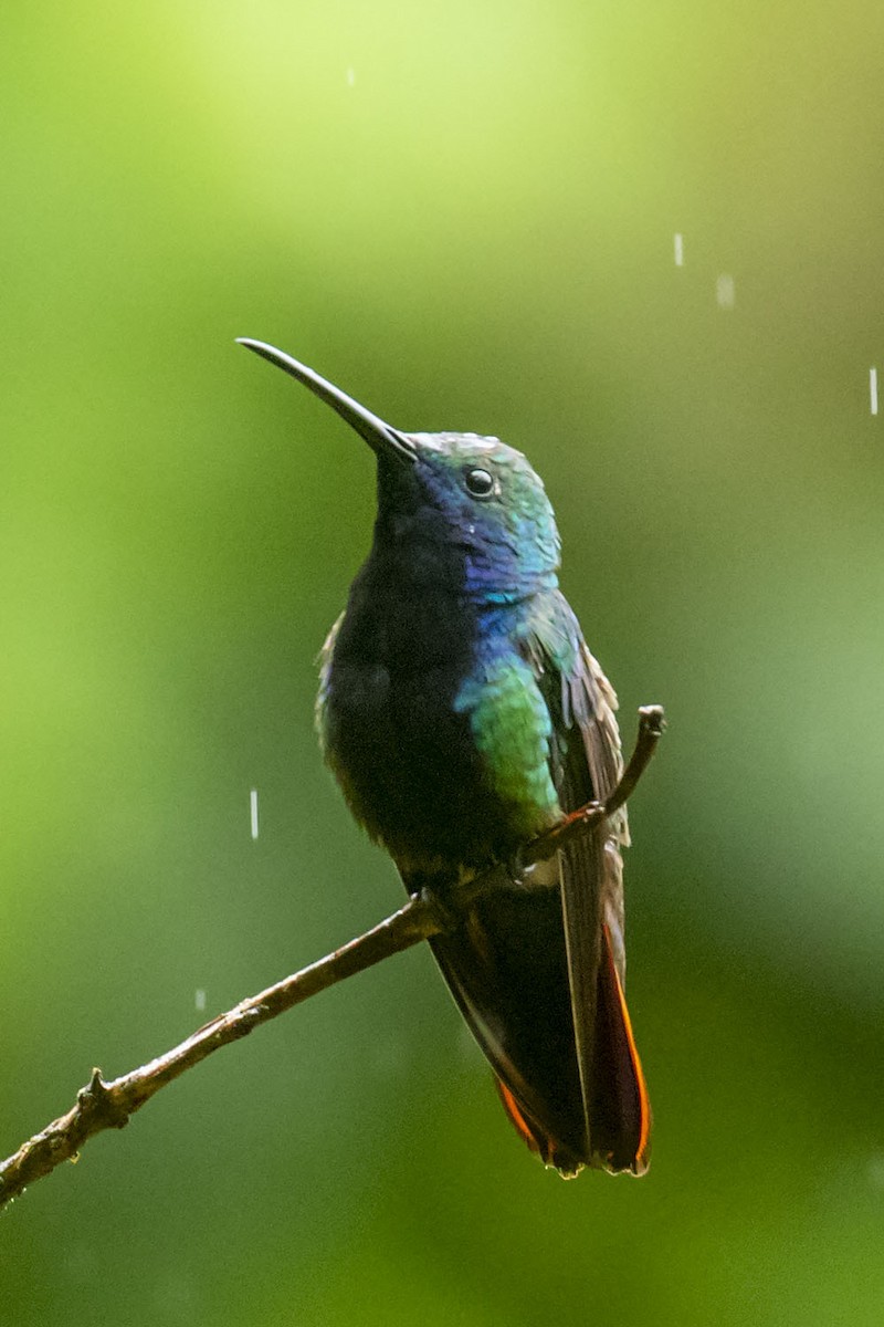 kolibřík tropický - ML619159432