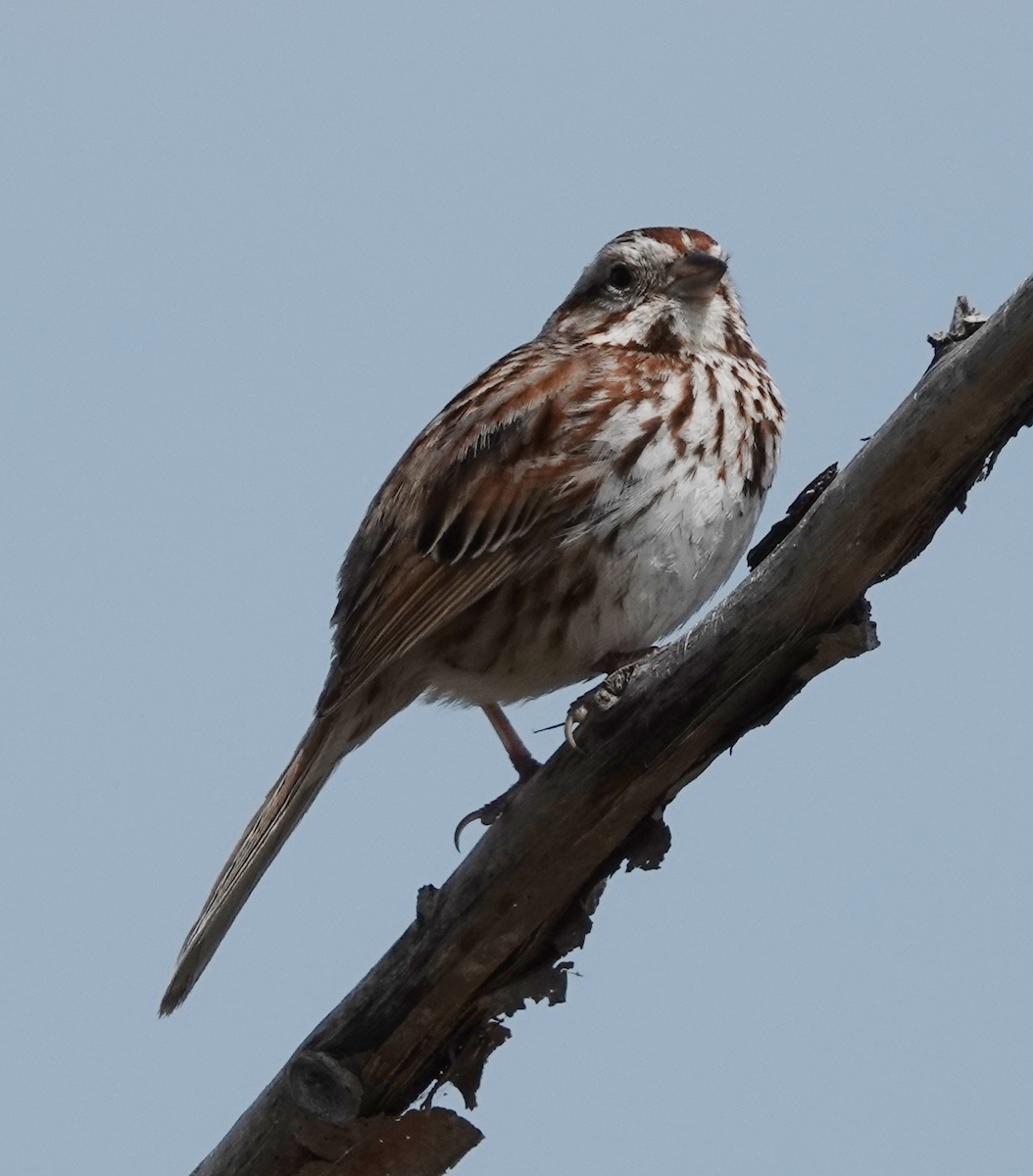 Song Sparrow - ML619159434