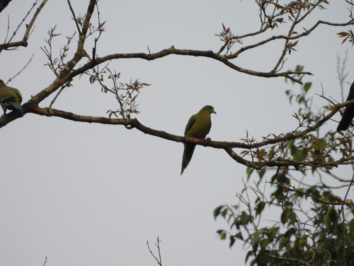 Pin-tailed Green-Pigeon - ML619159444