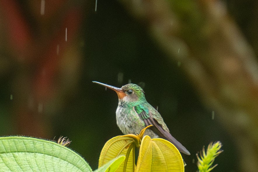 kolibřík savanový - ML619159452
