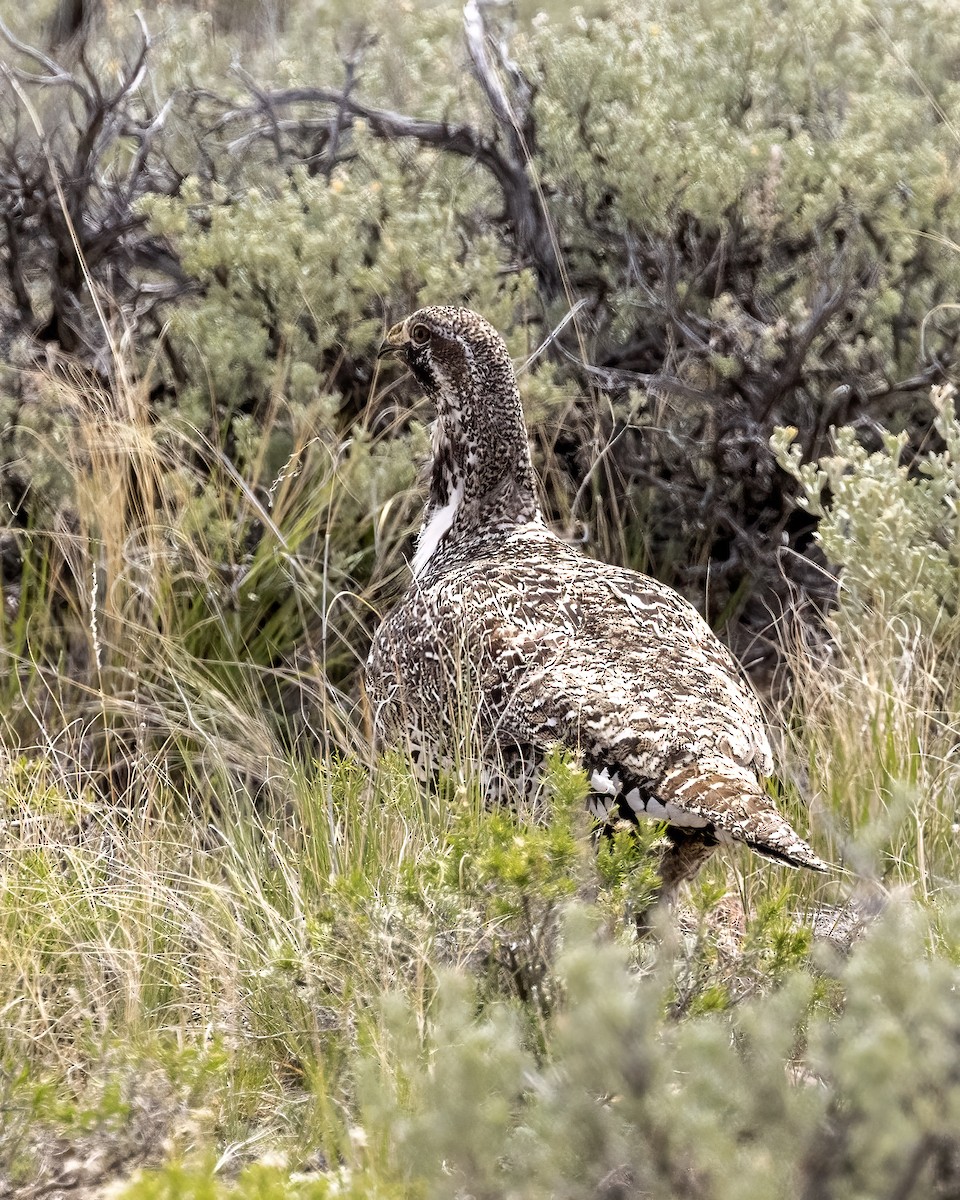 Greater Sage-Grouse - ML619159453