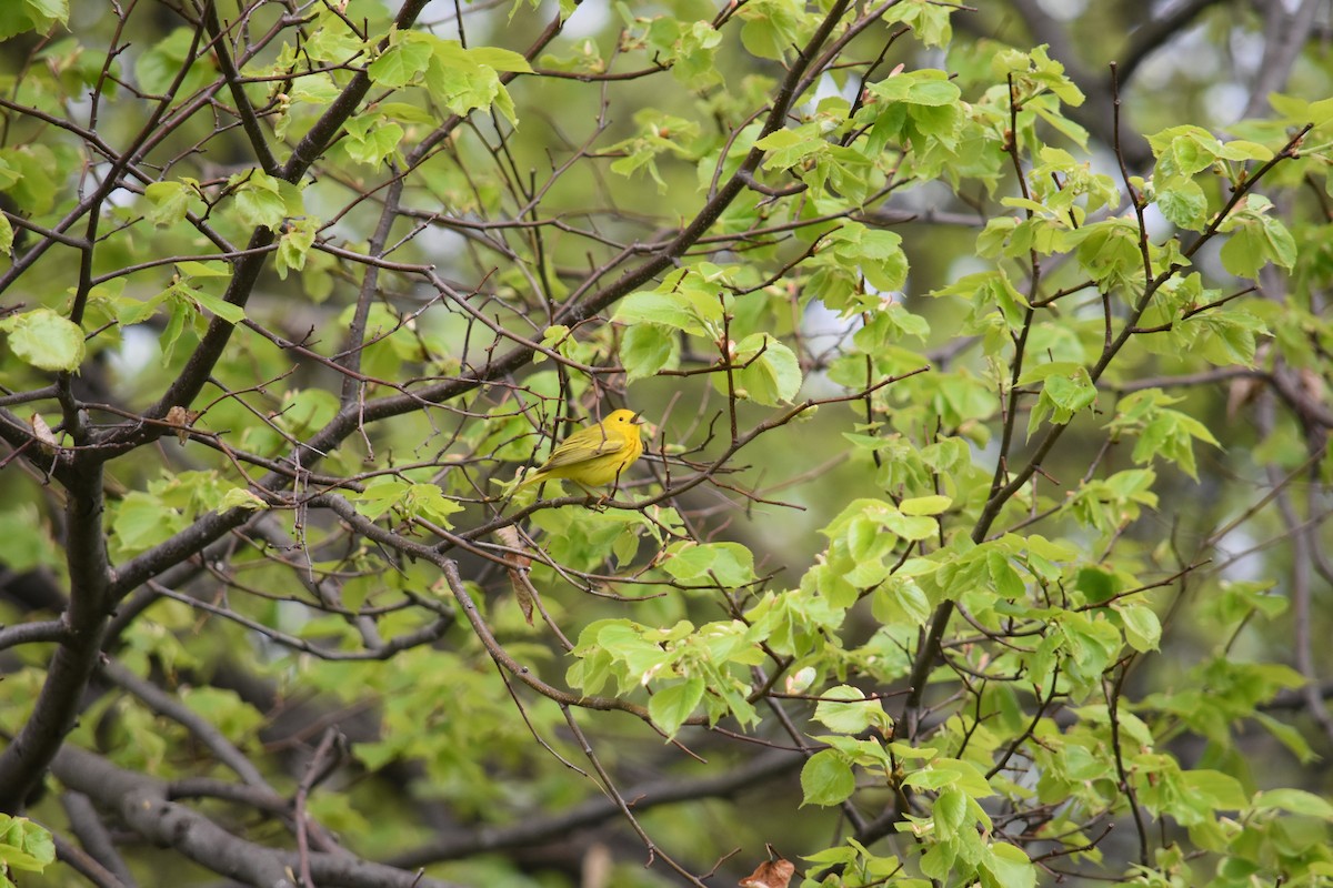 Yellow Warbler - ML619159461