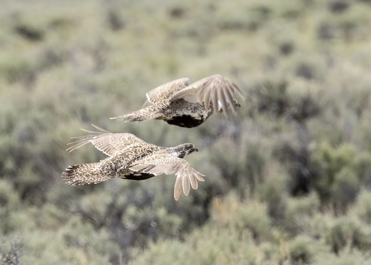Greater Sage-Grouse - ML619159464
