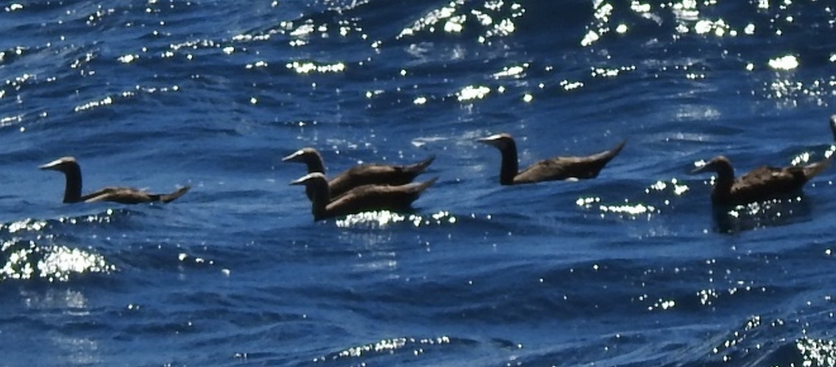 Brown Booby - ML619159515