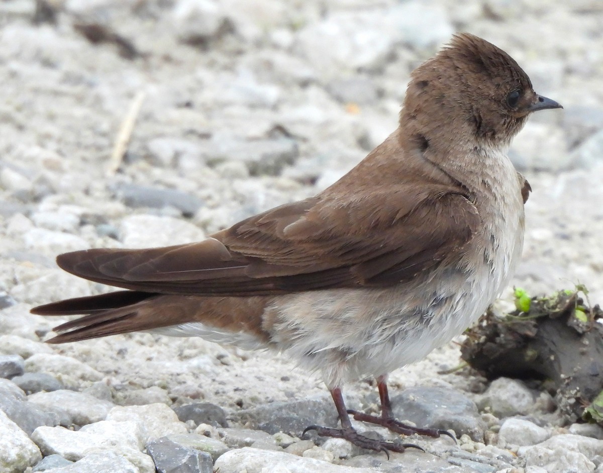 Northern Rough-winged Swallow - ML619159517
