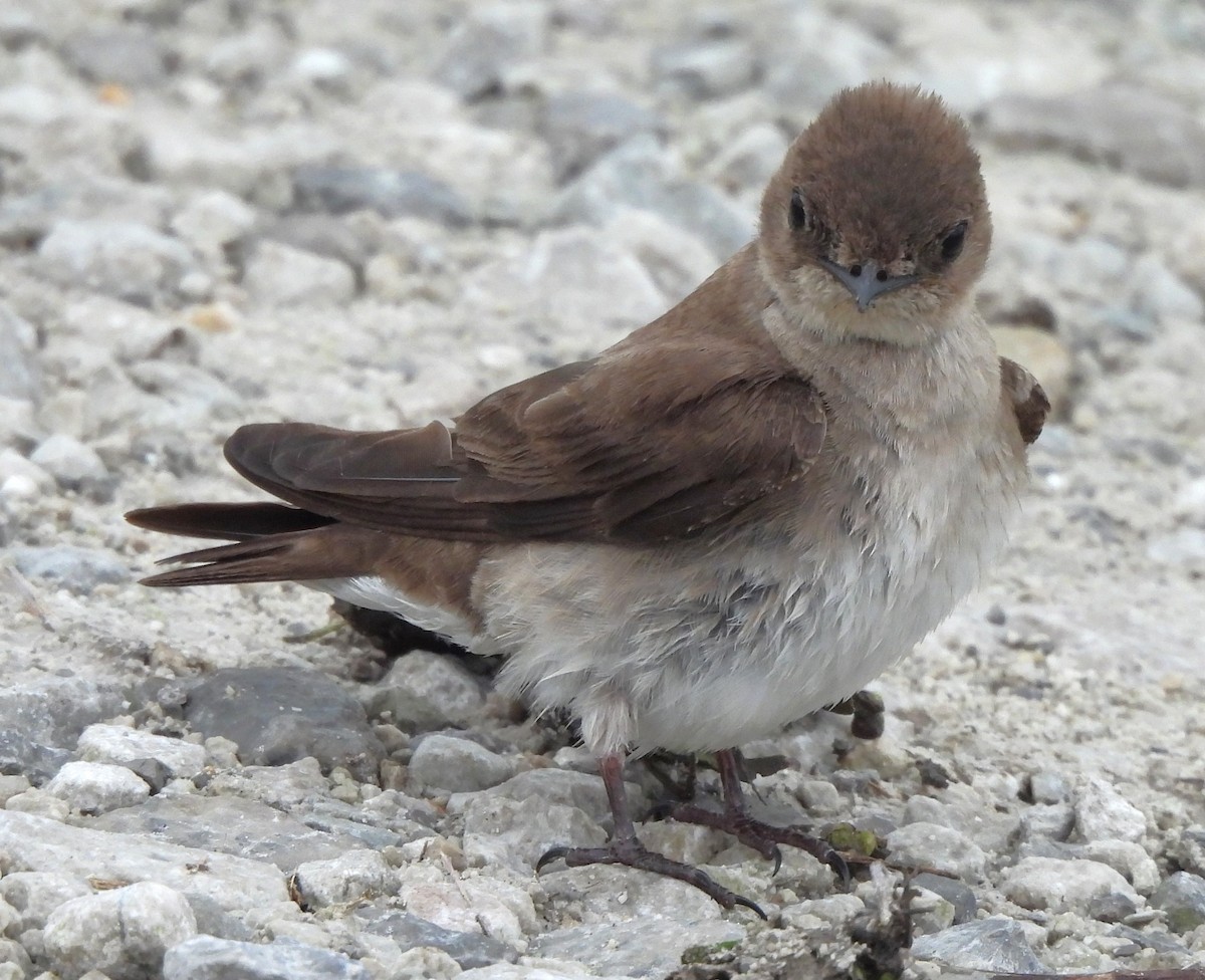 Northern Rough-winged Swallow - ML619159518