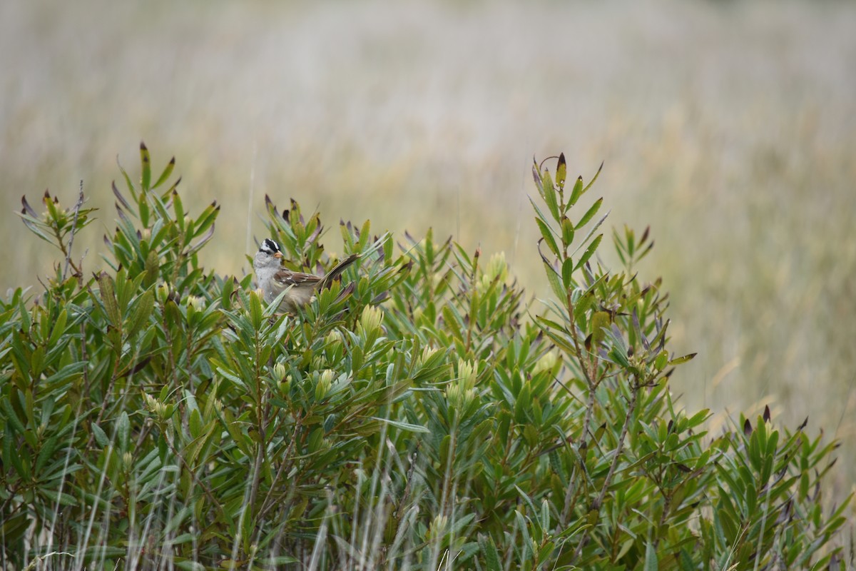 White-crowned Sparrow - ML619159605