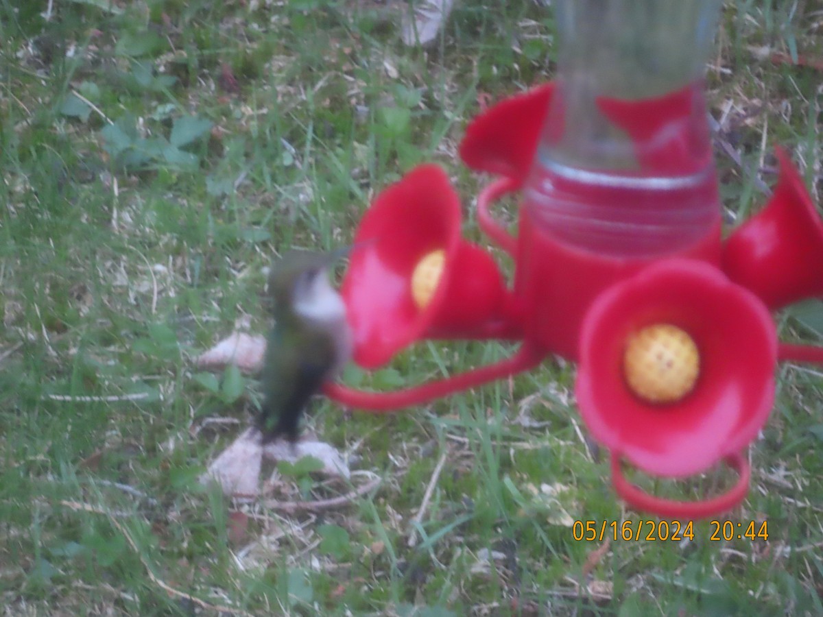Ruby-throated Hummingbird - ML619159629