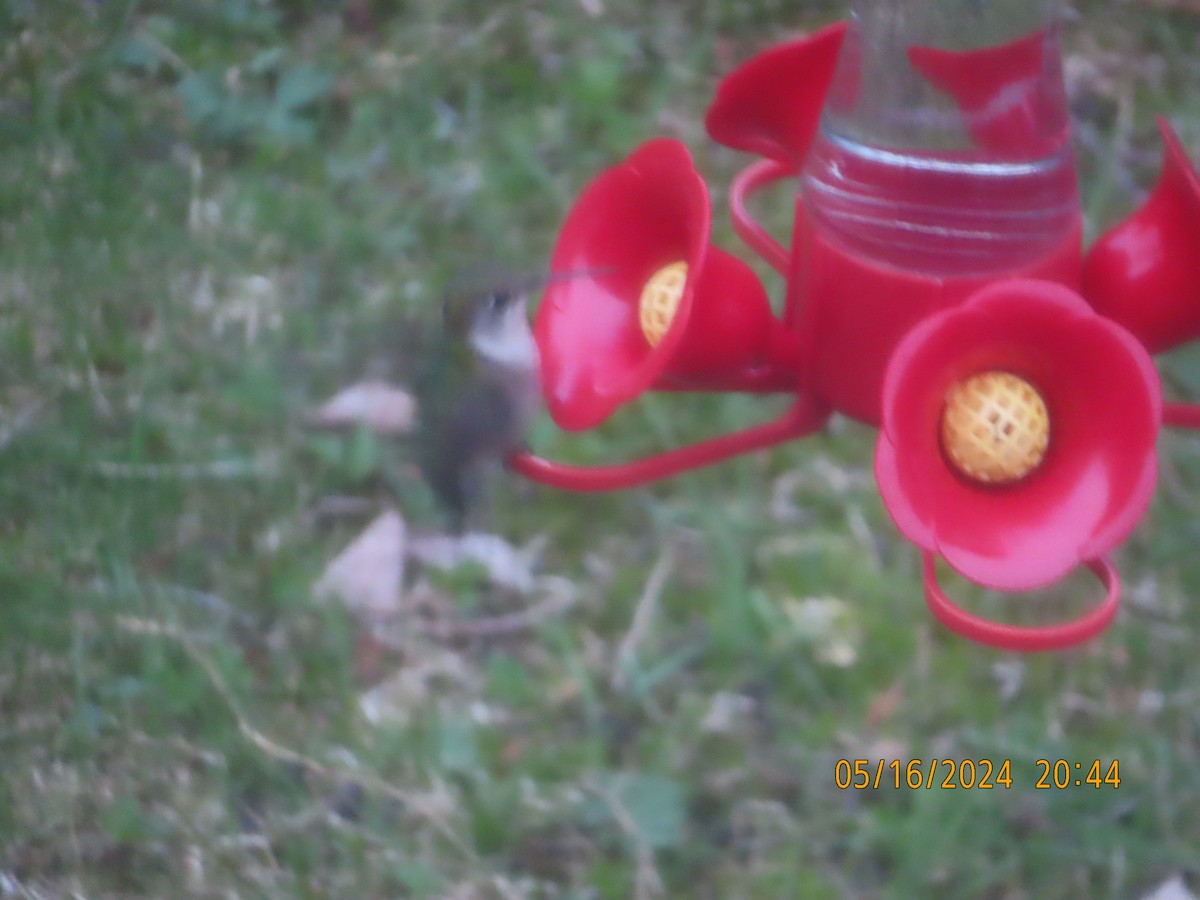 Ruby-throated Hummingbird - ML619159632