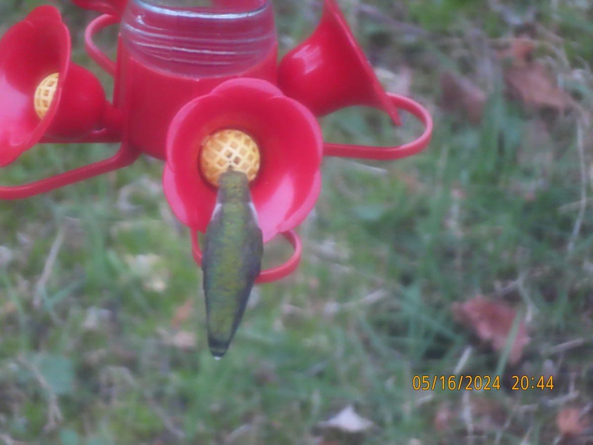 Ruby-throated Hummingbird - ML619159644