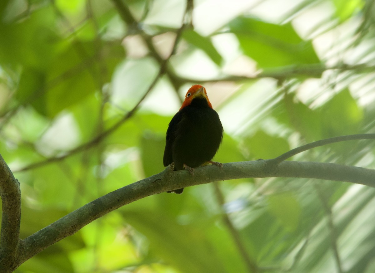 Red-capped Manakin - ML619159653