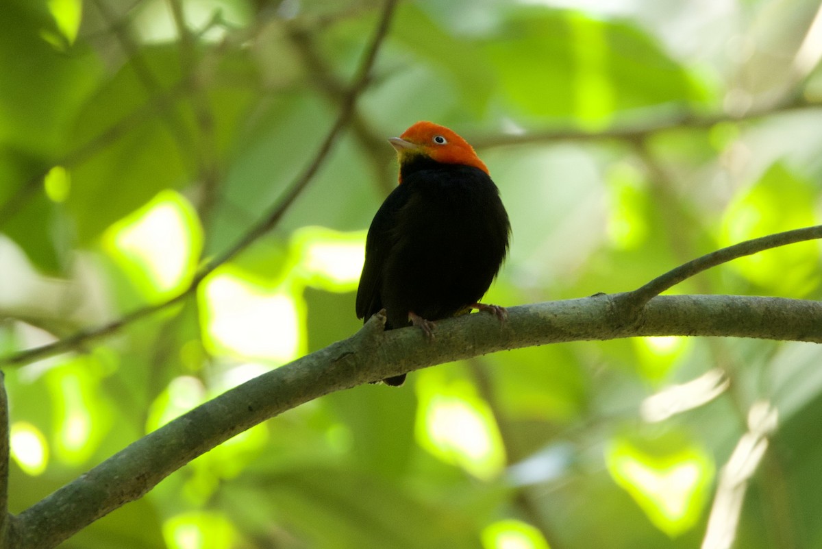 Red-capped Manakin - ML619159659