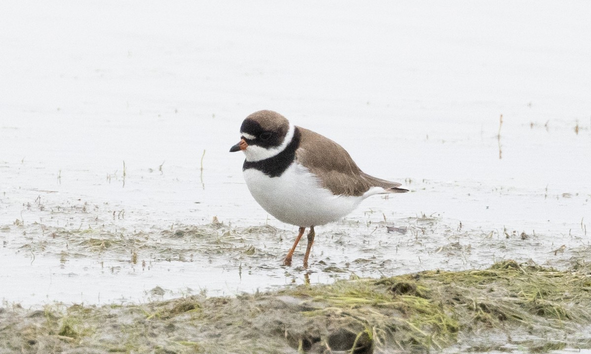 Semipalmated Plover - ML619159661