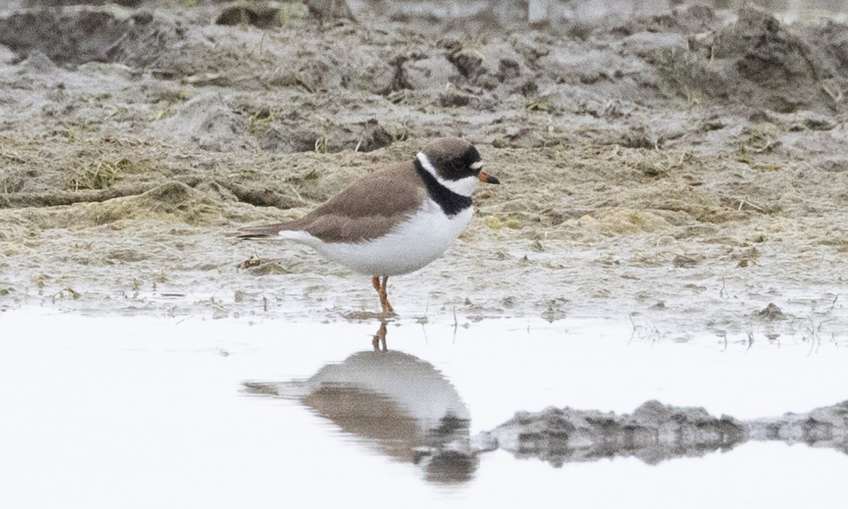 Semipalmated Plover - ML619159662