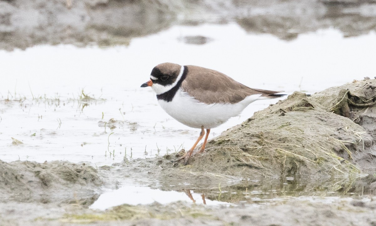 Semipalmated Plover - ML619159663