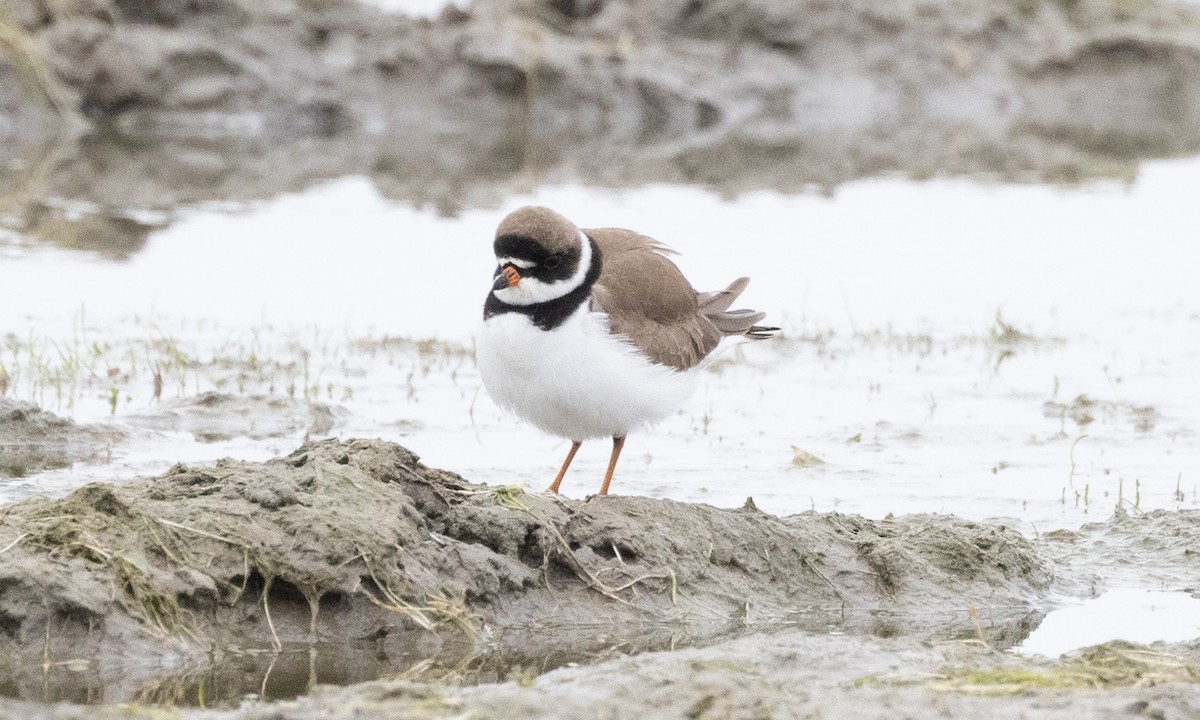Semipalmated Plover - ML619159664