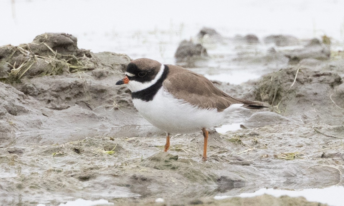 Semipalmated Plover - ML619159665