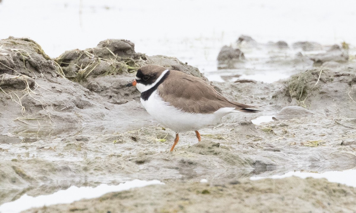 Semipalmated Plover - ML619159666