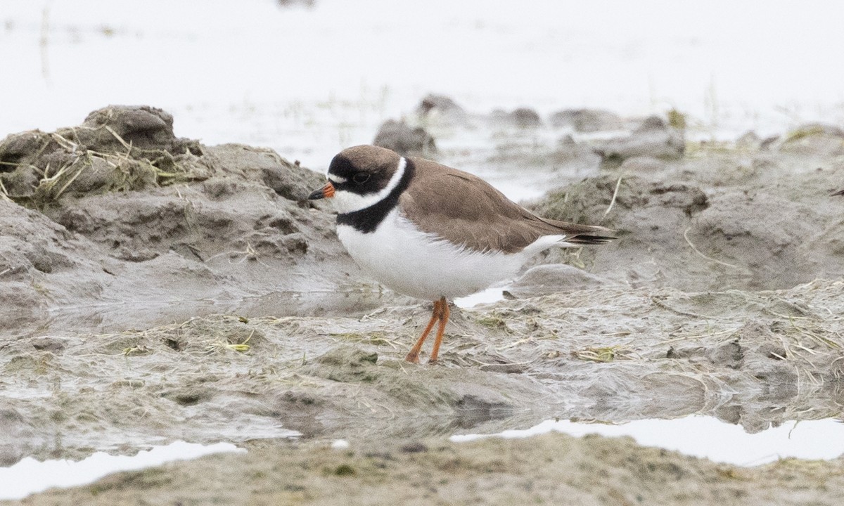 Semipalmated Plover - ML619159667