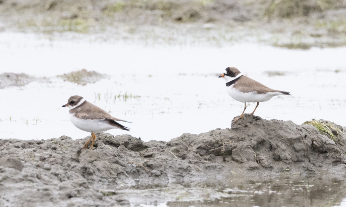 Semipalmated Plover - ML619159668