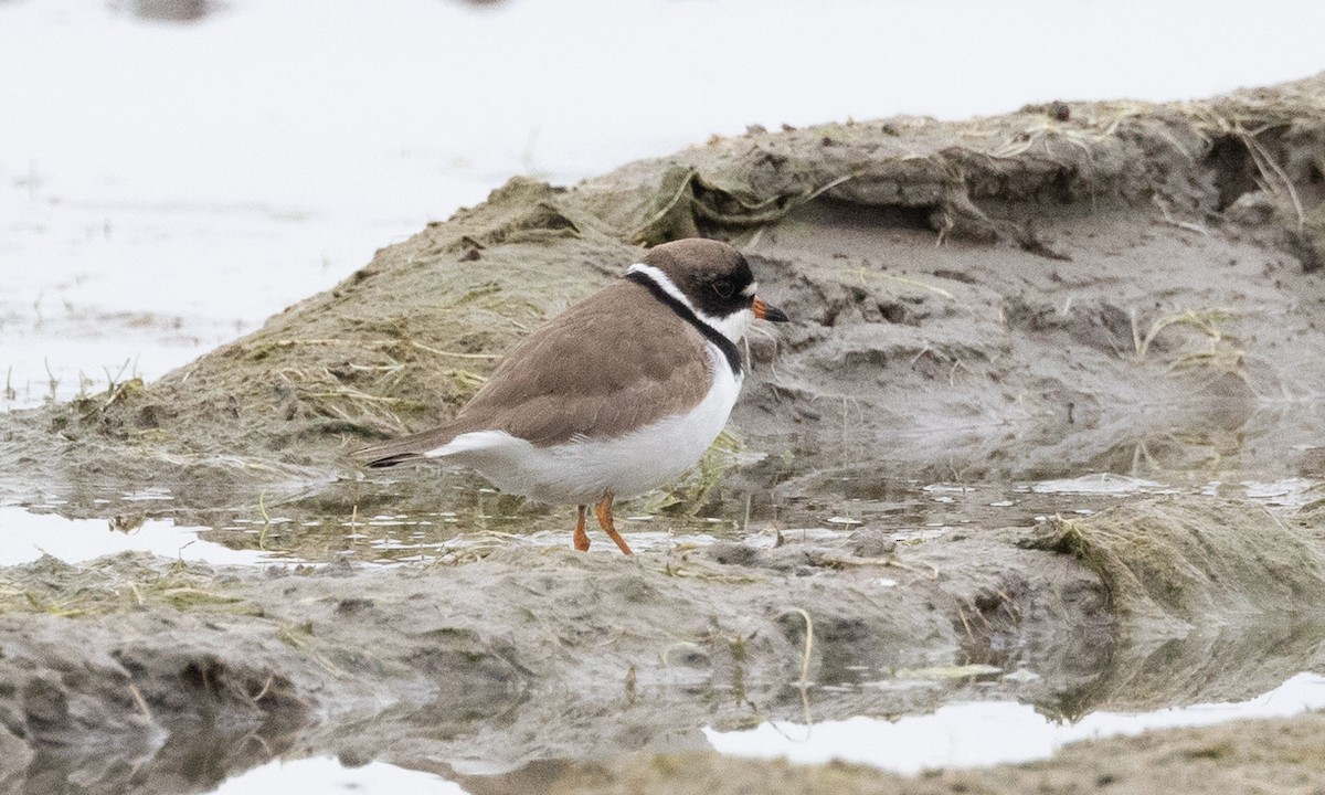 Semipalmated Plover - ML619159669