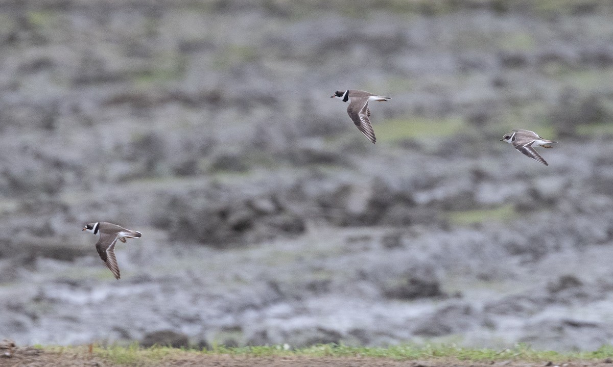 Semipalmated Plover - ML619159673