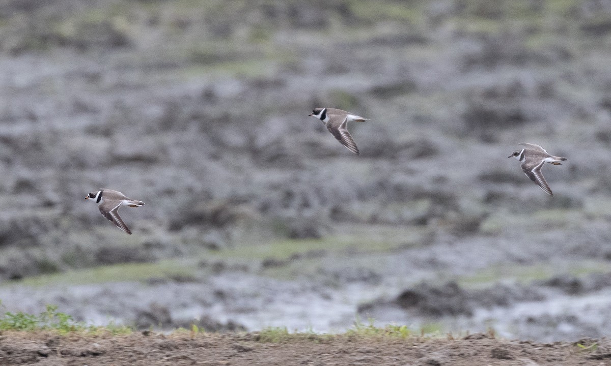Semipalmated Plover - ML619159674